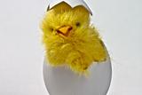 Just hatched Easter Chicken in its eggshell