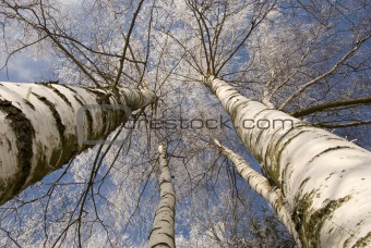 winter birches in white rime