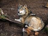 Gray Wolf, Canis lupus
