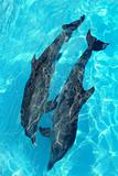 dolphins couple top high angle view turquoise water