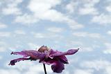 clematis flower with sky