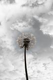 free dandelion against cloudy sky
