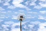 wild free dandelion against cloudy sky