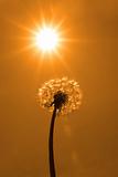 wild free dandelion in heatwave