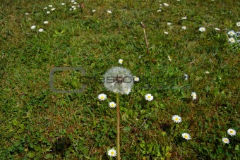 wild free dandelion