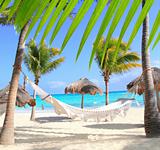Caribbean beach hammock and palm trees