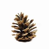 Pine fir-tree cone on white background