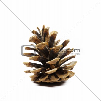 Pine fir-tree cone on white background