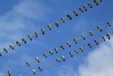 Birds on wire