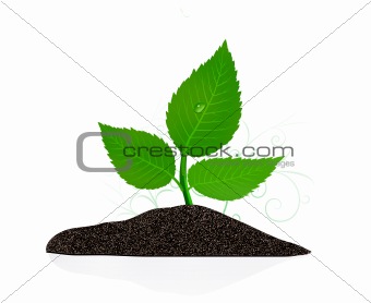 Young plant on the white backgrounds