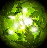 Fresh spring green leafs abstract background