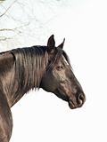 black horse at white background  with branch of tree