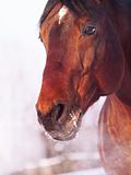 portrait of bay horse in winter