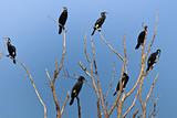 cormorants (phalacrocorax carbo) 