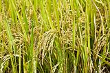 rice fields backgrounds