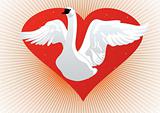 White Swan on the background of the heart