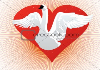 White Swan on the background of the heart