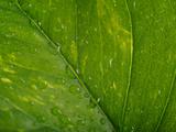 Texture of a wet green leaf as background 