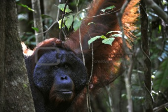 The adult male of the Orangutan.
