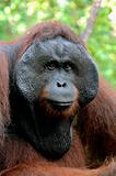The adult male of the Orangutan.