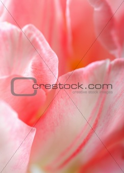 Beautiful floral background with pink tulip petals