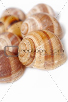 many Beautiful sea shell. isolated on white background