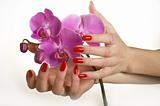 Beautiful hand with red manicure holding pink orchid flower