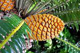 Cycad cone, Encephalartos Transvenosus - Monte Palace botanical garden, Monte, Madeira