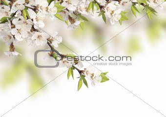Flowers of cherry 