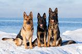 German Sheepdogs sitting on the snow
