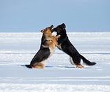 two fighting sheep-dogs