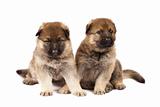 two sheep-dogs puppys isolated on white background