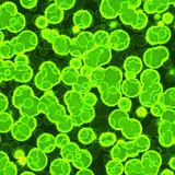 magnified green cells
