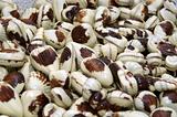shell shellfish chocolate truffle