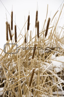 Cattail plants in snow.