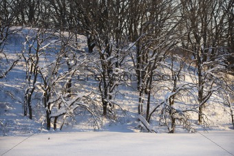 Snow with trees.