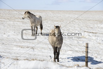 Two horses in snow.