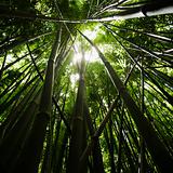 Bamboo forest.