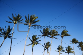 Palm trees and sky.
