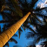 Low angle  palm tree.