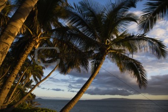 Palm tree in  Hawaii.