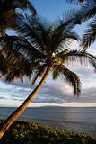 Palm tree by ocean.