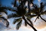 Silhouette of palm trees.