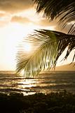Sunset with coastal palm.