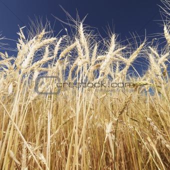 Wheat and blue sky.