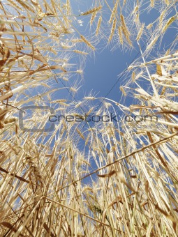 Wheat in blue sky.