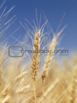 Close up of wheat.