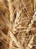 Close up of wheat.