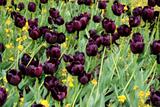 dark tulips