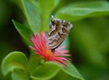 Butterly on Pink Flower with Green Leaves